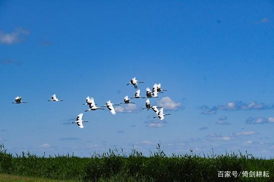 鹤城、盐城--丹顶鹤的故乡，因鹤结缘的姐妹之城