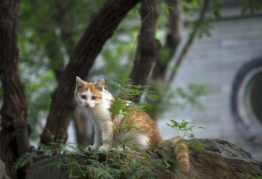 猫咪的方向感很差？它们辨认路线的方式其实很多