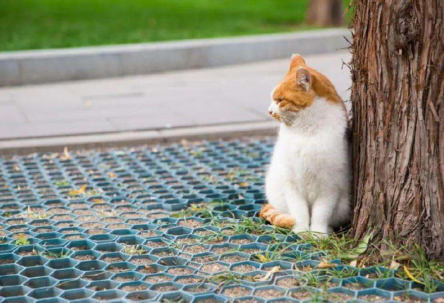 猫咪的方向感很差？它们辨认路线的方式其实很多