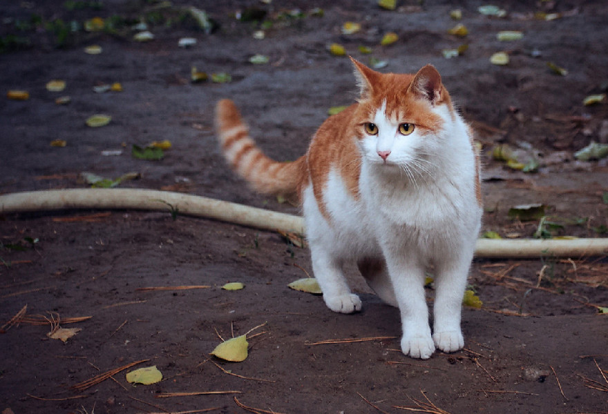 猫咪的方向感很差？它们辨认路线的方式其实很多