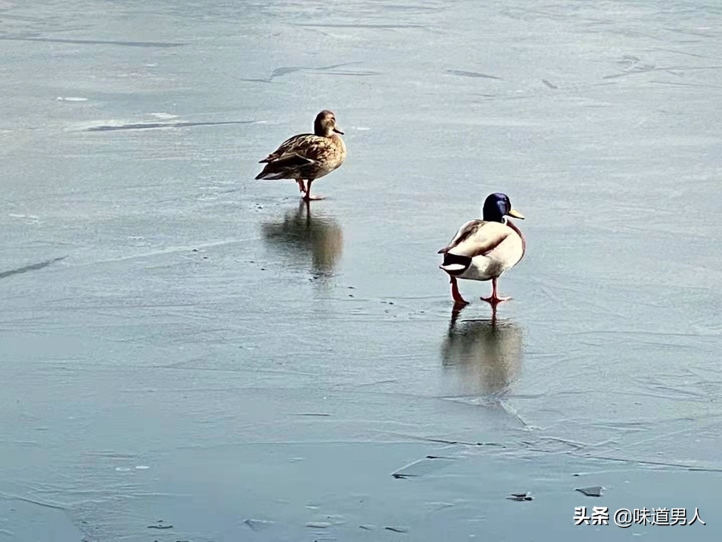 成语新解：鹤立鸡群，并不能全怪鸡公鸡婆，鹤自身也有问题