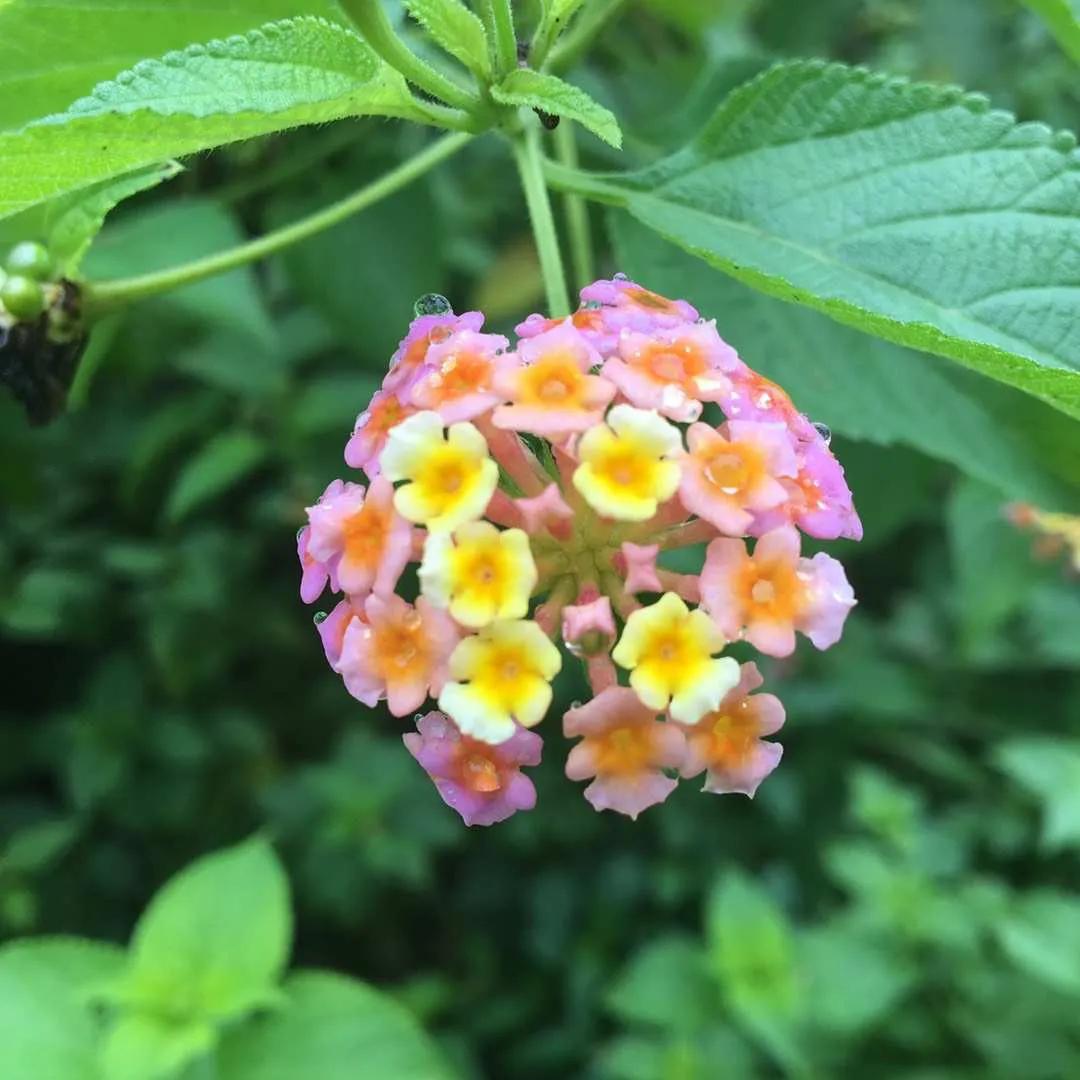 éºèè¯´ï¼ä¸åçç¾å¥½ï¼åæ¬ç²ç²