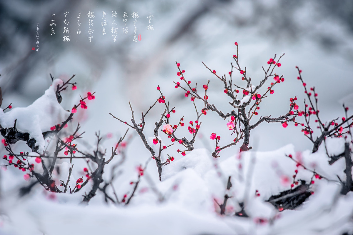 王安石一首经典梅花诗，短短20字流传千古