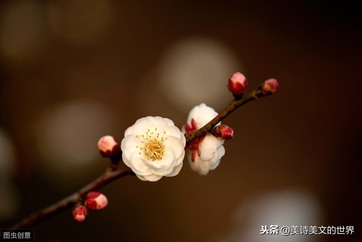 此女若不跳崖，或成另一个李清照，一首诗让人领略汉字的博大精深