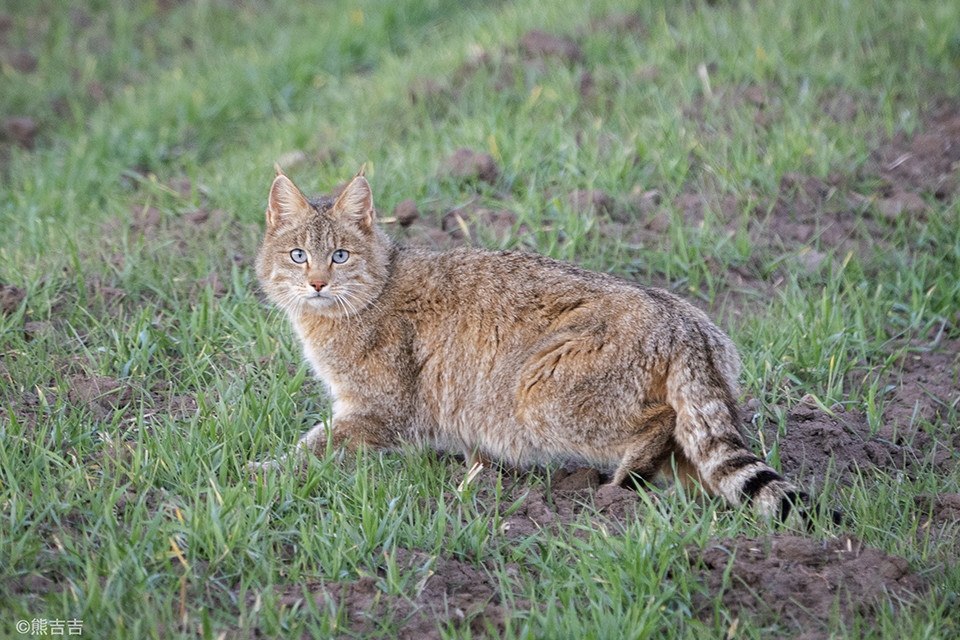 10大禁养猫咪品种，每个都是妥妥的牢底坐穿兽