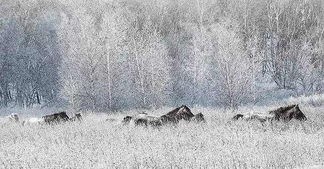 50幅雪画，50首雪诗，与你赏尽雪冬之美！