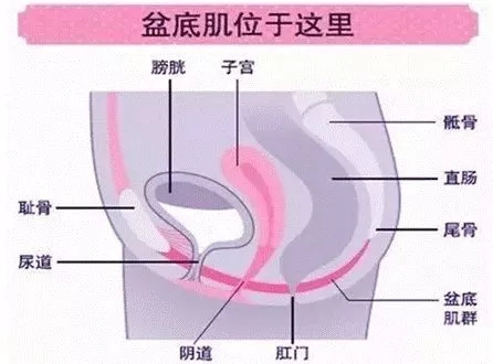 被说烂了的「凯格尔运动」，竟然会加重「盆底肌」的负担