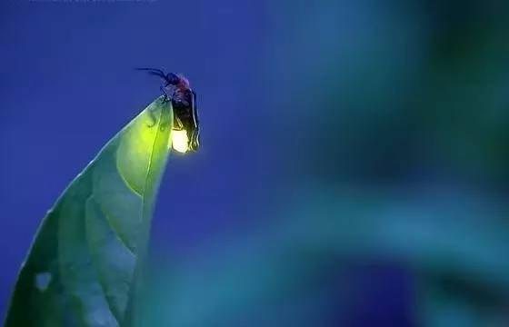 诗词鉴赏六月栖栖 花开似锦 花说花语谁人听？