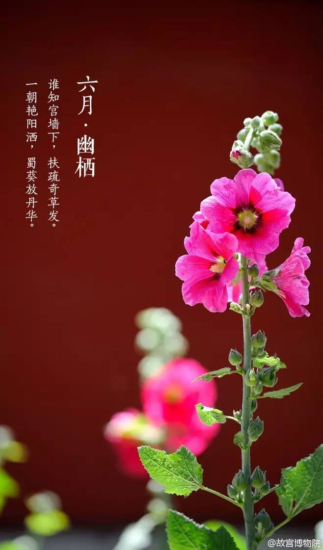 诗词鉴赏六月栖栖 花开似锦 花说花语谁人听？