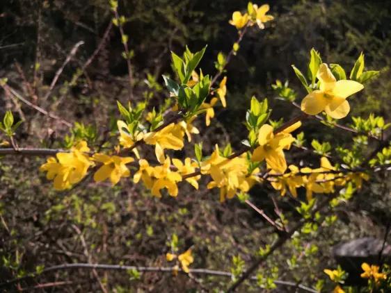 祁河散文：桃花依旧笑春风