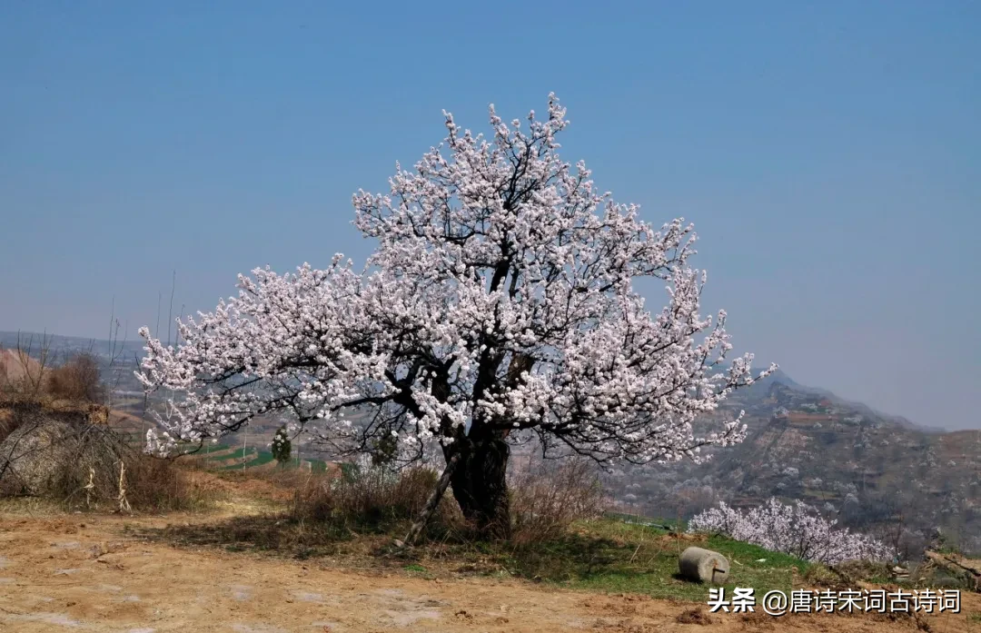 红杏枝头春意闹，杏林深处思董君