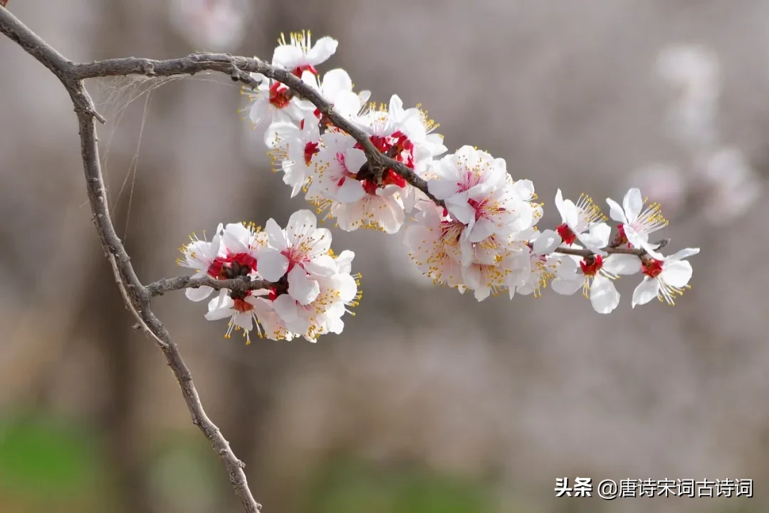 红杏枝头春意闹，杏林深处思董君