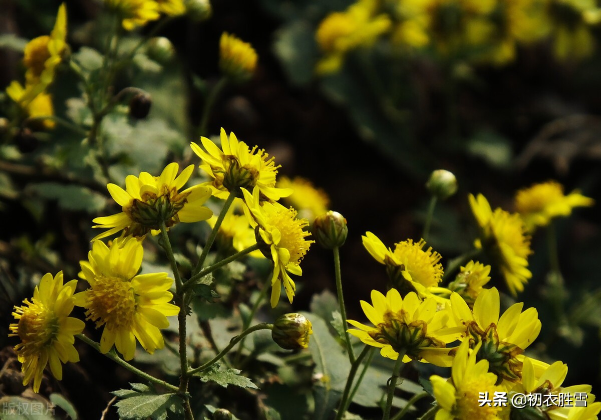 溯源菊月菊花：季秋之月，鞠有黄花