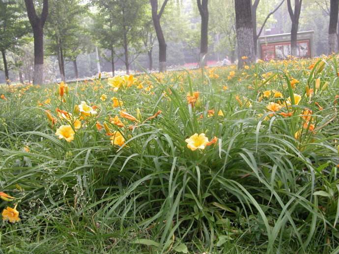 田间不起眼的“杂草”，却是大名鼎鼎的“忘忧草”，花朵好吃极了