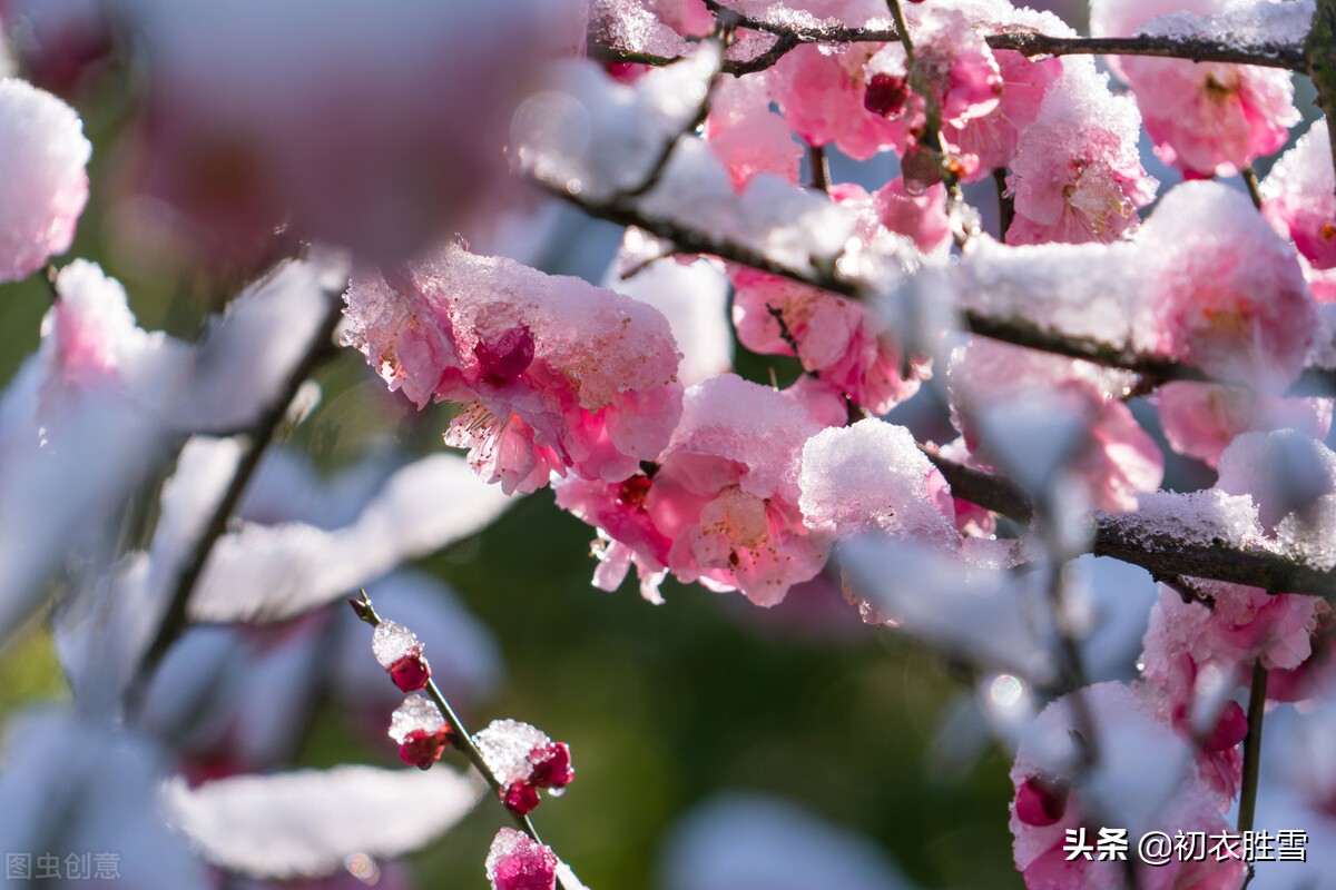 岁寒三友古诗七首：合成松竹梅三友，历尽冰霜雪一身