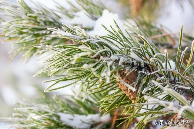 岁寒三友古诗七首：合成松竹梅三友，历尽冰霜雪一身