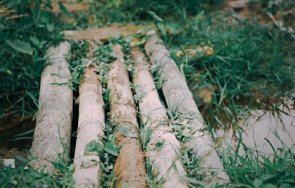 村深午后不闻鸡，时有幽禽隔树啼