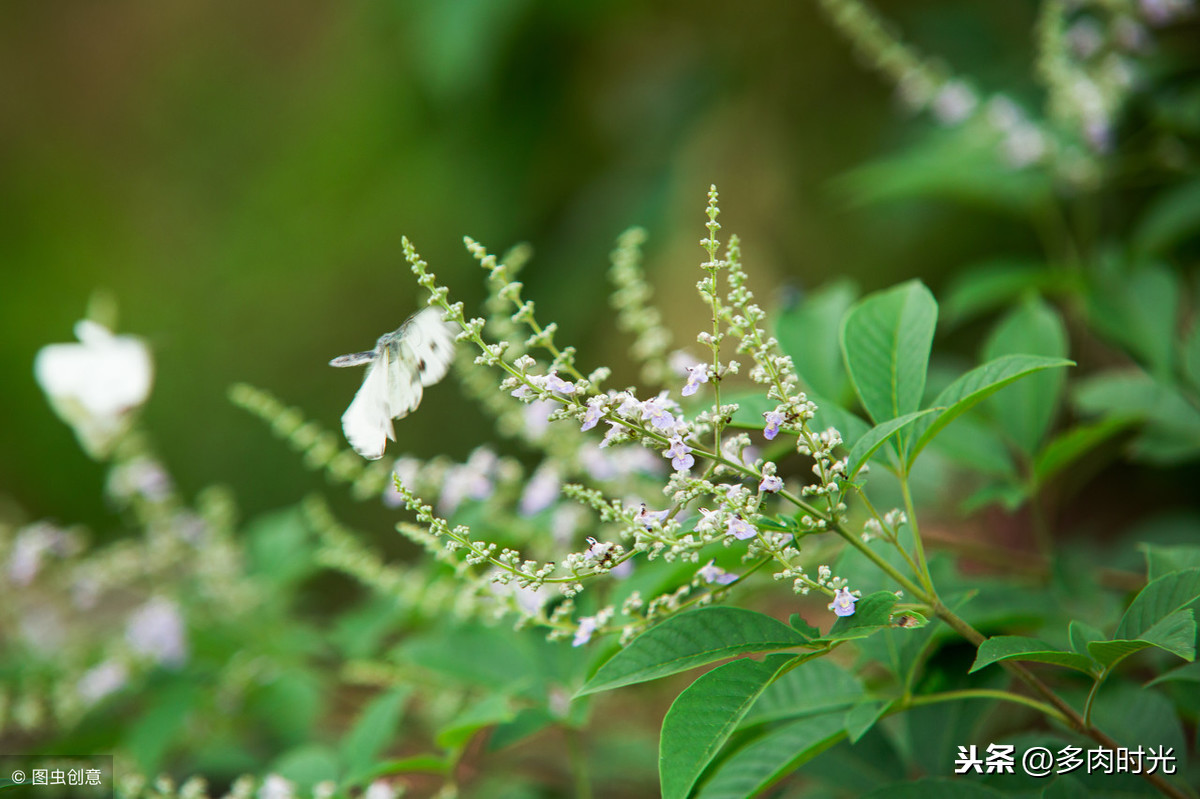 藏在诗经里的植物——“个中翘楚”一词的出处