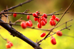 重阳节的风俗是什么(重阳节有哪些风俗特点)