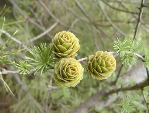 地球上最原始的“活化石”裸子植物，几乎从恐龙时代存活到了现在