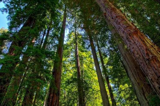 地球上最原始的“活化石”裸子植物，几乎从恐龙时代存活到了现在