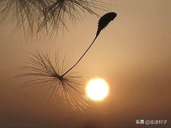 植物传播种子你知道多少？这三种方式很神奇，赶紧收藏