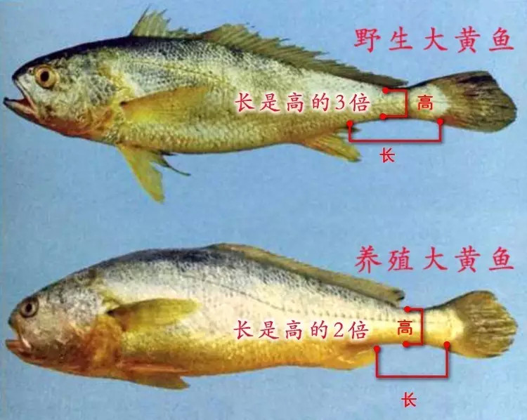 3天捕获171尾野生大黄鱼！7斤重的能卖几万块，为何这么贵？