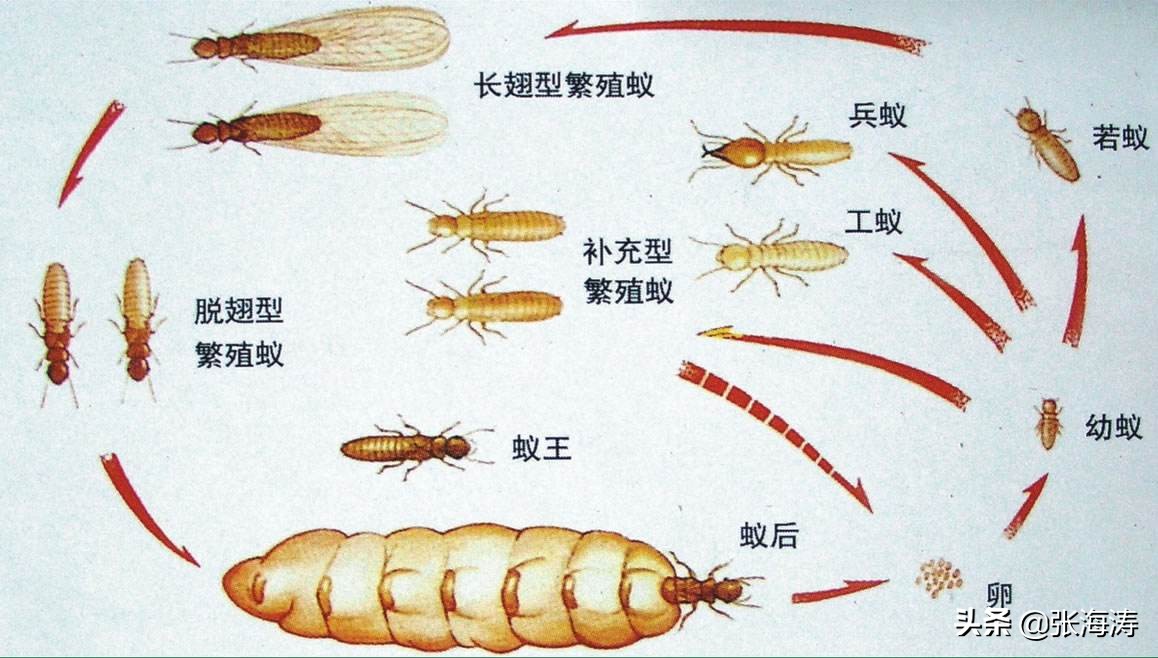 白蚁分类与防治方法（比较全面）