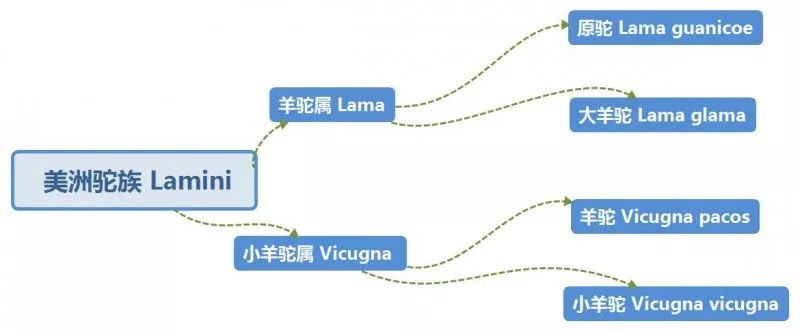 不想被羊驼吐口水？那就花时间了解一下它！