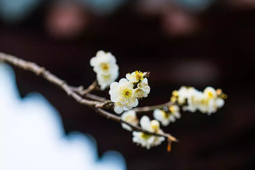 春日诗词60句：杏花吹满头，十里春风情更悠