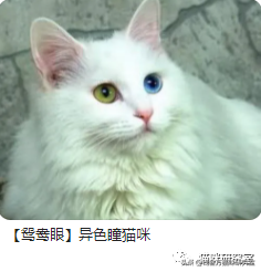 买猫防坑指南3：猫的价格规律，和三十种常见品种猫的合理价格