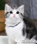 买猫防坑指南3：猫的价格规律，和三十种常见品种猫的合理价格