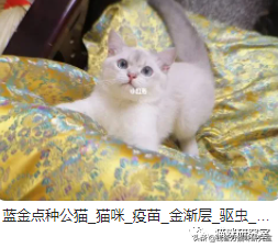 买猫防坑指南3：猫的价格规律，和三十种常见品种猫的合理价格