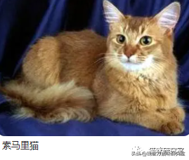 买猫防坑指南3：猫的价格规律，和三十种常见品种猫的合理价格