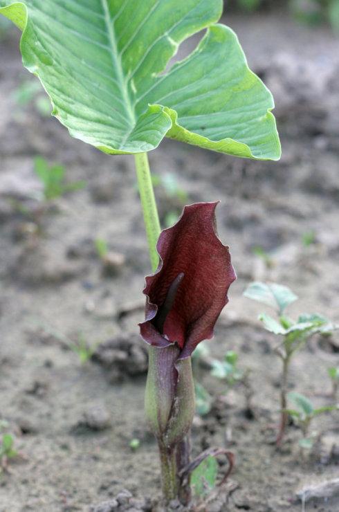 独角莲是一种什么样的植物？