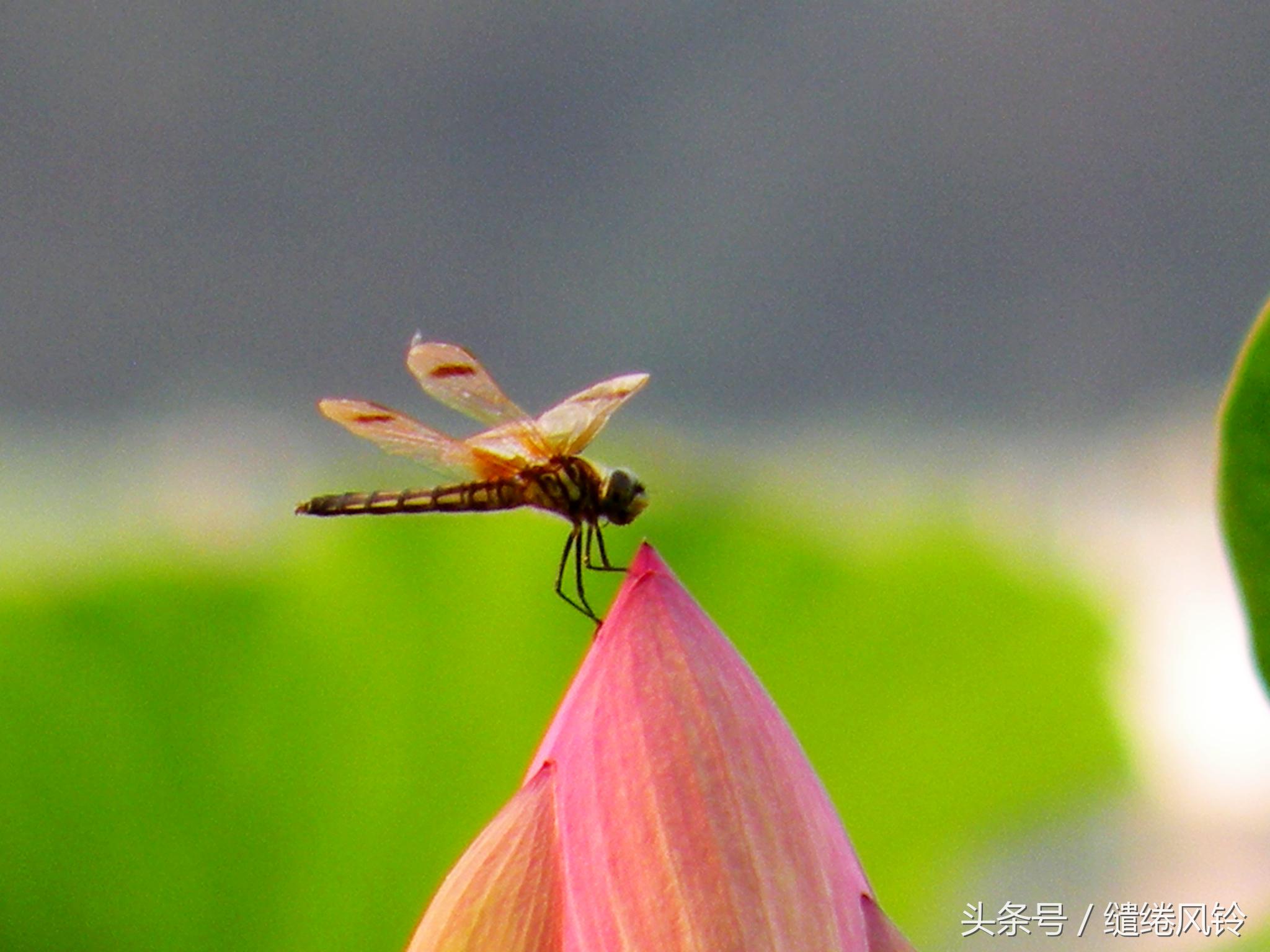 小荷才露尖尖角，早有蜻蜓立上头——杨万里《小池》鉴赏！