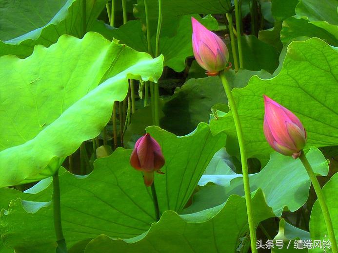 小荷才露尖尖角，早有蜻蜓立上头——杨万里《小池》鉴赏！