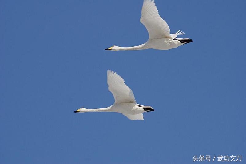 「国风经典」司马迁《史记·陈涉世家》：燕雀安知鸿鹄之志哉！