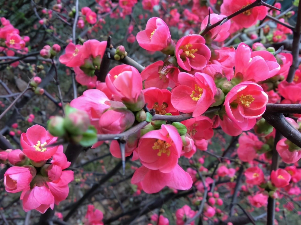 王安石写梅花的3首古诗，惊艳了千年，每一首都美到极致