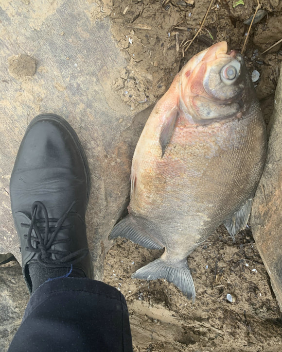 “食人鱼”入侵鄱阳湖？有人钓起丢弃岸边，其实这鱼可以吃