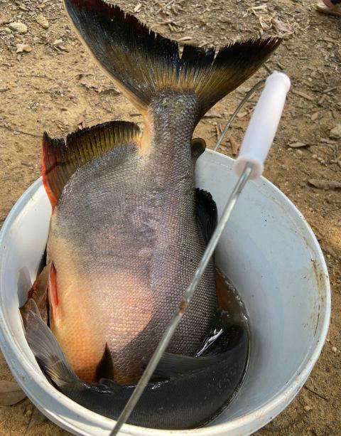 “食人鱼”入侵鄱阳湖？有人钓起丢弃岸边，其实这鱼可以吃