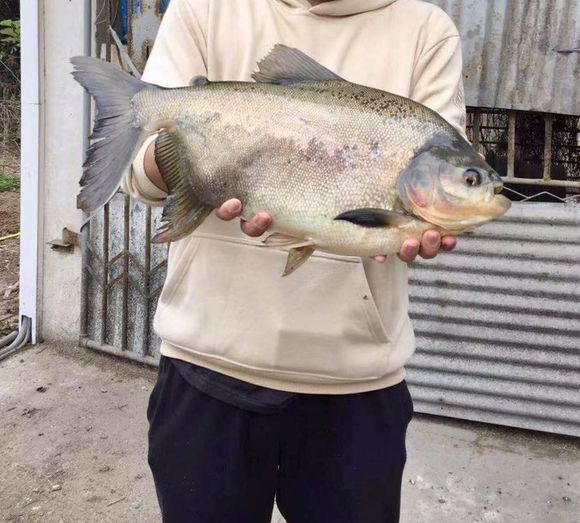 “食人鱼”入侵鄱阳湖？有人钓起丢弃岸边，其实这鱼可以吃