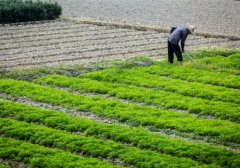 亚洲耕地面积最大的国家是 耕种面积最大国家