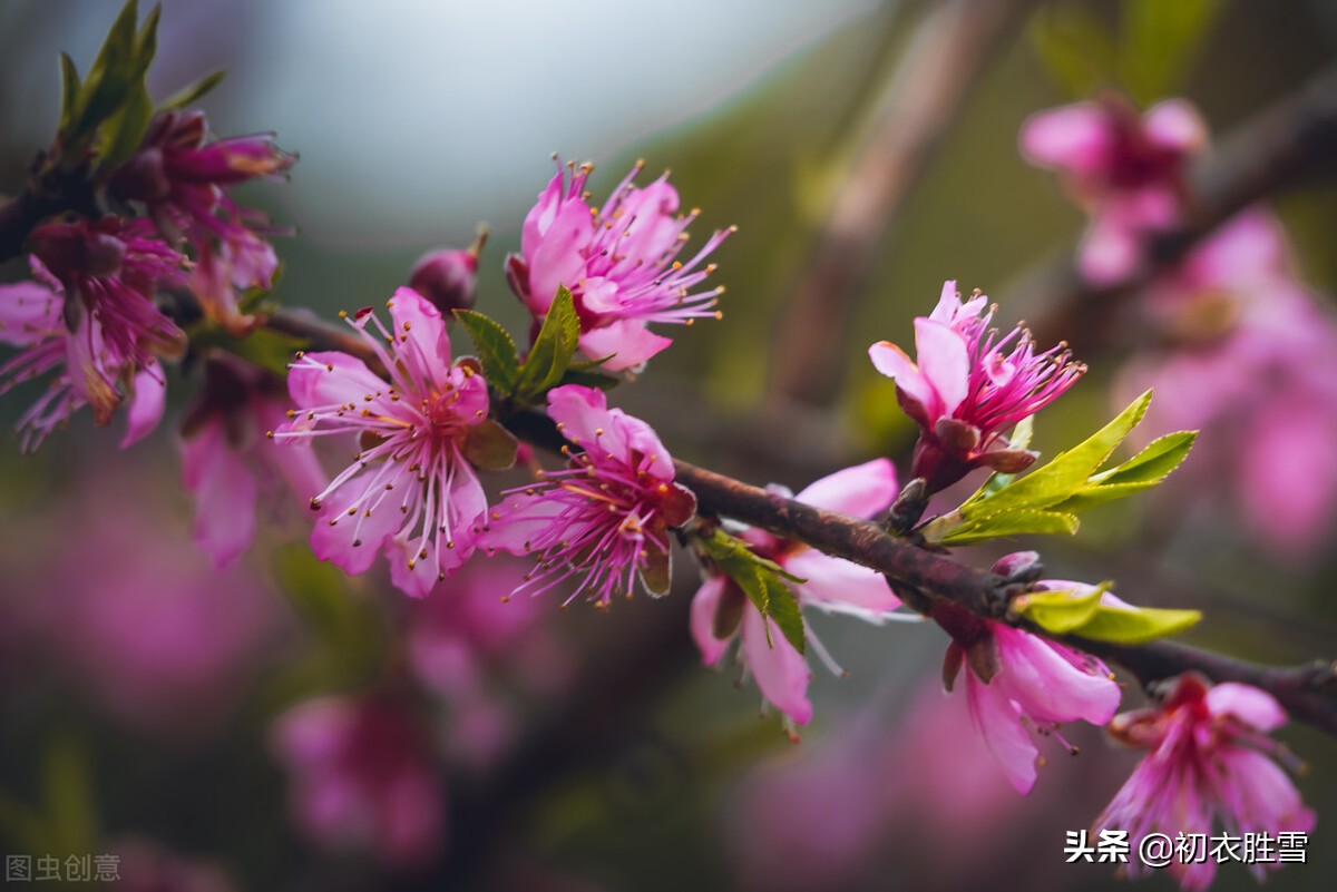 解析纳兰性德荷花美句，不及芙蓉，一片幽情冷处浓