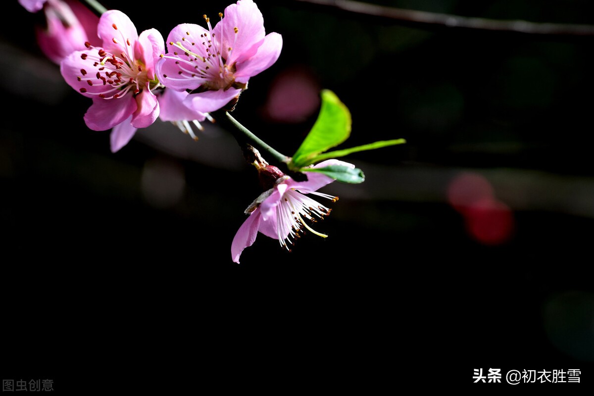 解析纳兰性德荷花美句，不及芙蓉，一片幽情冷处浓