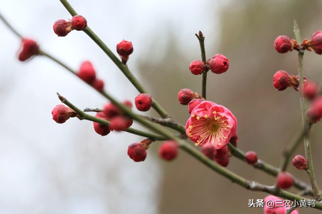 今日大年初三，出嫁女立春前一天不能回娘家，看看老祖宗怎么说