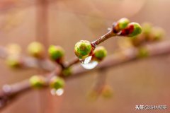 春雨的诗句（赞美春雨的古诗）