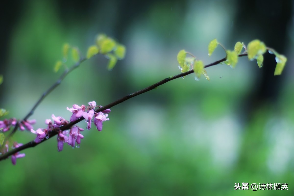 关于春雨的古诗20首，每一首都堪称经典