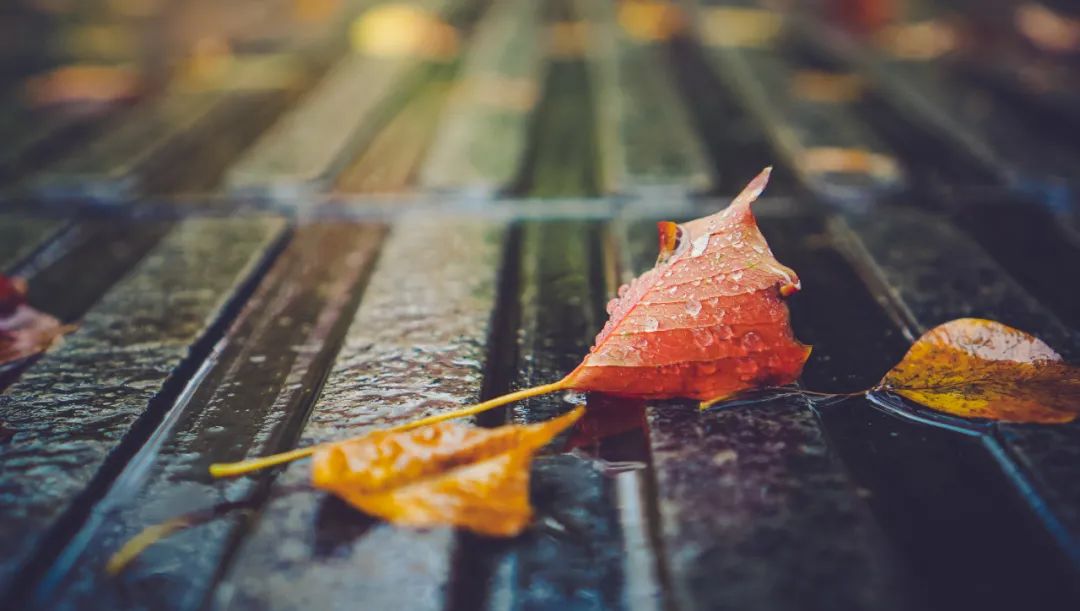 10首最美秋雨诗词，清秋有梦，雨落成诗，哪一首是你的心情？