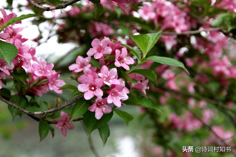 有关四月的古诗词21首，人间四月芳菲尽，山寺桃花始盛开